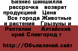 Бизнес шиншилла, рассрочка - возврат продукцией › Цена ­ 4 500 - Все города Животные и растения » Грызуны и Рептилии   . Алтайский край,Славгород г.